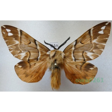 Endromis versicolora (Linnaeus, 1758) male Poland84n